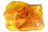 Three Detailed Fossil Ants (Formicidae) In Baltic Amber #139043-5